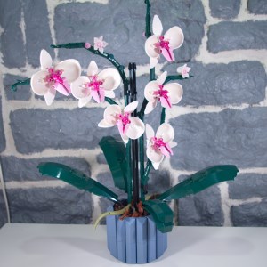 L'orchidée (04)